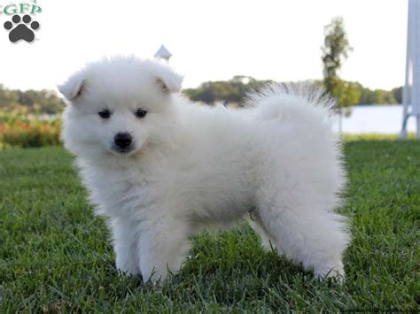 miniature american eskimo puppies for sale|More.